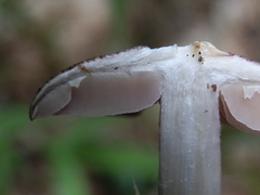Entoloma violaceum