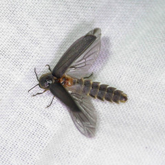 Lamprohiza splendidula