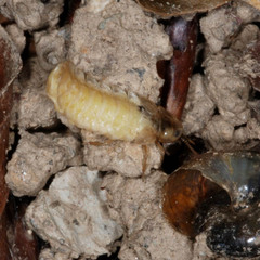 Lamprohiza splendidula