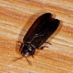 Lamprohiza splendidula