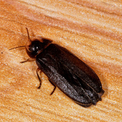 Lamprohiza splendidula