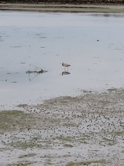 Egretta novaehollandiae novaehollandiae