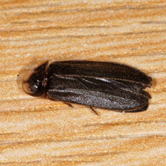 Lamprohiza splendidula