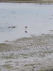 Egretta novaehollandiae novaehollandiae