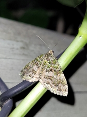 Austrocidaria similata