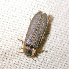 Lampyris noctiluca