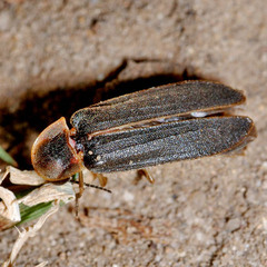 Lampyris noctiluca