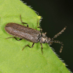 Omalisus fontisbellaquei