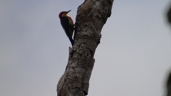 Melanerpes flavifrons