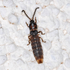 Phosphaenus hemipterus