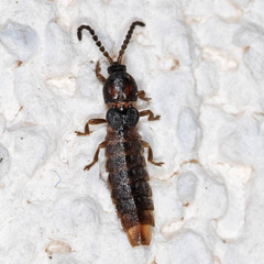 Phosphaenus hemipterus