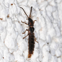 Phosphaenus hemipterus