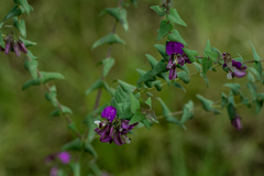 Polygala fruticosa