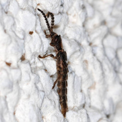 Phosphaenus hemipterus