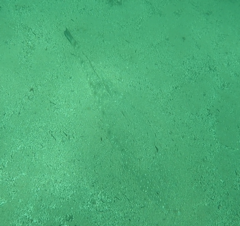 Platycephalus fuscus