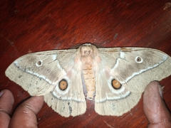 Gonimbrasia belina