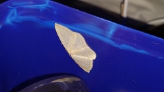 Orthoclydon praefectata