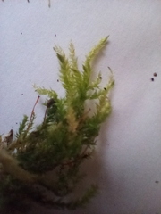 Hypnum cupressiforme