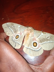 Gonimbrasia belina