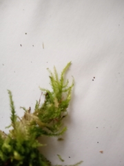 Hypnum cupressiforme