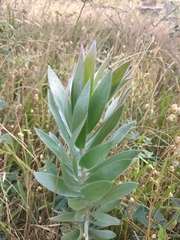 Leucadendron argenteum