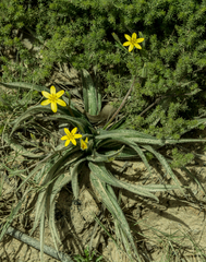 Hypoxis villosa