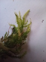 Hypnum cupressiforme