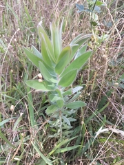 Leucadendron argenteum