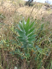 Leucadendron argenteum