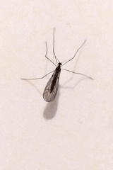 Trichocera annulata