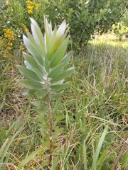 Leucadendron argenteum