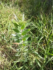 Leucadendron argenteum