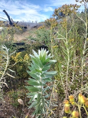 Leucadendron argenteum