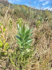 Leucadendron argenteum