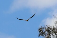 Hieraaetus morphnoides