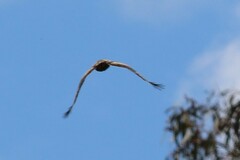 Hieraaetus morphnoides