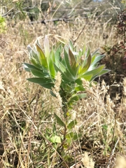 Leucadendron argenteum
