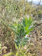 Leucadendron argenteum