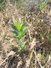 Leucadendron argenteum