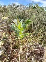Leucadendron argenteum