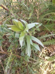 Leucadendron argenteum