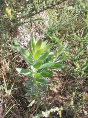 Leucadendron argenteum