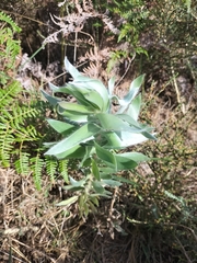 Leucadendron argenteum
