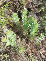 Leucadendron argenteum