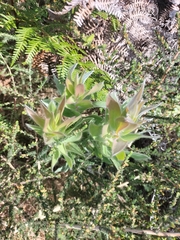 Leucadendron argenteum