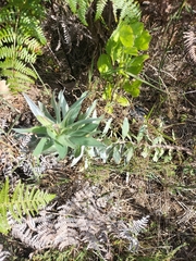 Leucadendron argenteum