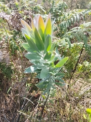 Leucadendron argenteum
