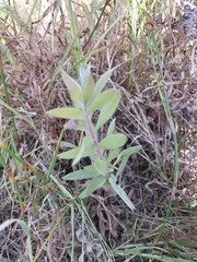 Leucadendron argenteum