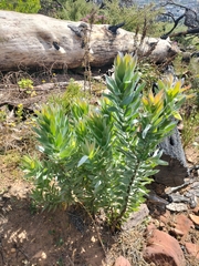 Leucadendron argenteum