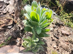 Leucospermum conocarpodendron conocarpodendron